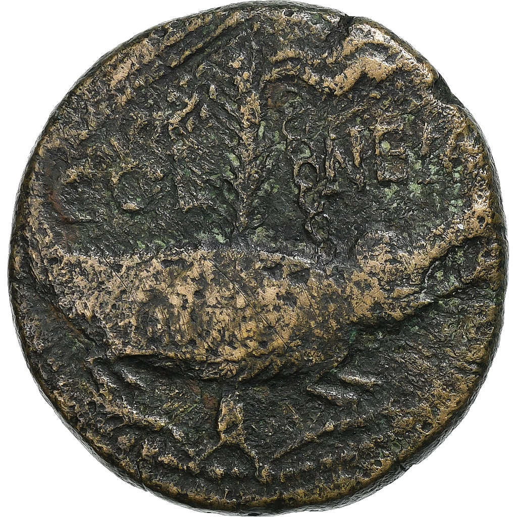 Augustus,
ako,
10-14